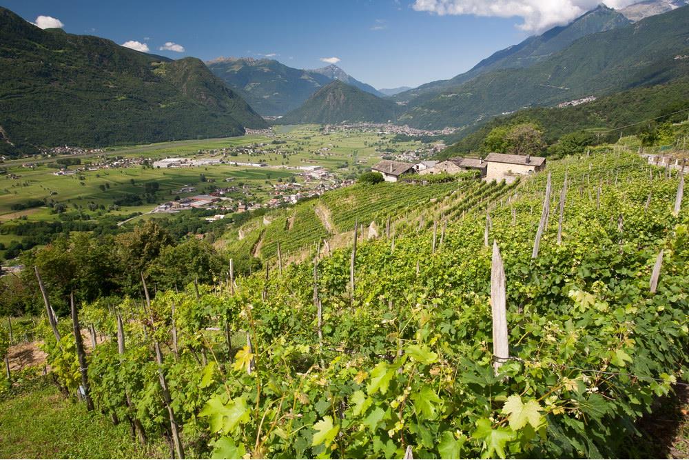 Valtellina, il Nebbiolo delle Alpi